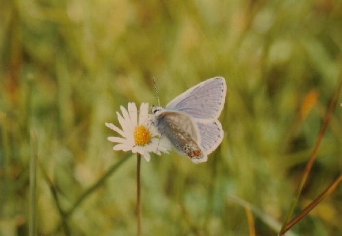 Common blue on daisy